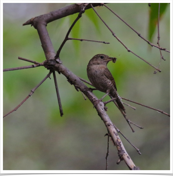 House Wren